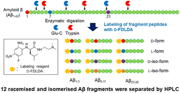 Graphical abstract: Separation of amyloid β fragment peptides with racemised and isomerised aspartic acid residues using an original chiral resolution labeling reagent