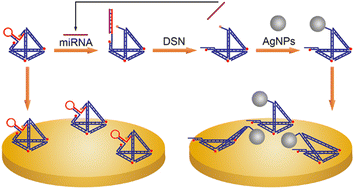 Graphical abstract: Partial collapse of DNA tetrahedron for miRNA assay with duplex-specific nuclease-assisted amplification