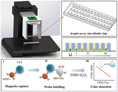 Graphical abstract: A microfluidic immunosensor for automatic detection of carcinoembryonic antigen based on immunomagnetic separation and droplet arrays