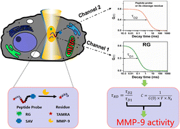 Graphical abstract: In situ quantitative measurements on MMP-9 activity in single living cells by single molecule fluorescence correlation spectroscopy