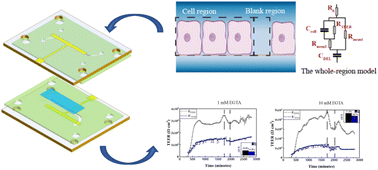 Graphical abstract: Real-time measurement of the trans-epithelial electrical resistance in an organ-on-a-chip during cell proliferation