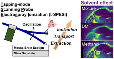 Graphical abstract: Solvent effects of N,N-dimethylformamide and methanol on mass spectrometry imaging by tapping-mode scanning probe electrospray ionization