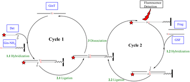 Graphical abstract: Nucleic acid amplification test (NAAT) conducted in a microfluidic chip to differentiate between various ginseng species