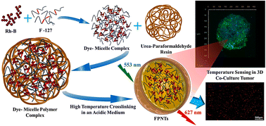 Graphical abstract: Synthesis and characterization of a fluorescent polymeric nano-thermometer: dynamic monitoring of 3D temperature distribution in co-cultured tumor spheroids