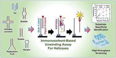 Graphical abstract: A rapid and highly sensitive immunosorbent assay to monitor helicases unwinding diverse nucleic acid structures