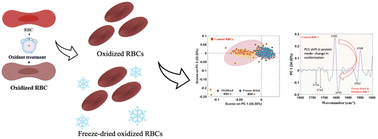 Graphical abstract: Characterization of freeze-dried oxidized human red blood cells for pre-transfusion testing by synchrotron FTIR microspectroscopy live-cell analysis