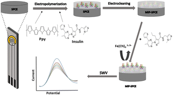 Graphical abstract: The development of an electropolymerized, molecularly imprinted polymer (MIP) sensor for insulin determination using single-drop analysis