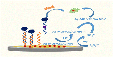 Graphical abstract: An electrochemiluminescence aptasensor based on highly luminescent silver-based MOF and biotin–streptavidin system for mercury ion detection