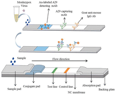 Graphical abstract: Gold-based paper for antigen detection of monkeypox virus