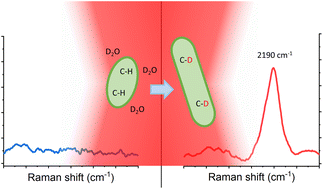 Graphical abstract: Monitoring bacterial spore metabolic activity using heavy water-induced Raman peak evolution