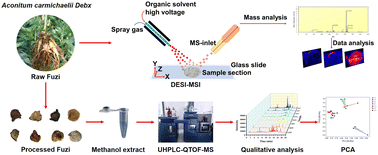 Graphical abstract: Spatial distribution and comparative analysis of Aconitum alkaloids in Fuzi using DESI-MSI and UHPLC-QTOF-MS