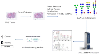 Graphical abstract: Prediction of gastric cancer by machine learning integrated with mass spectrometry-based N-glycomics