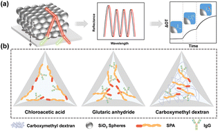 Graphical abstract: Evaluation of covalent coupling strategies for immobilizing ligands on silica colloidal crystal films by optical interferometry