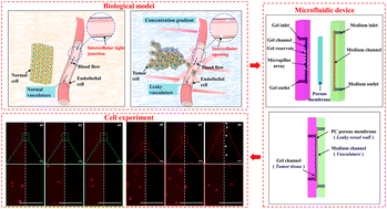 Graphical abstract: A microfluidic device inspired by leaky tumor vessels for hematogenous metastasis mechanism research