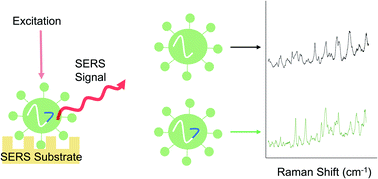 Graphical abstract: Determination of lentiviral titer by surface enhanced Raman scattering
