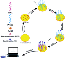 Graphical abstract: Electrochemical genosensor based on gold nanostars for the detection of Escherichia coli O157:H7 DNA