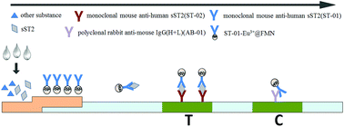 Graphical abstract: A rapid and quantitative detection method for plasma soluble growth stimulating gene protein 2 based on time resolved fluorescence immunochromatography