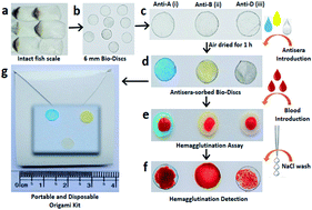 Graphical abstract: Fish-scale waste to portable bioactive discs: a sustainable platform for sensitive and reliable blood group analysis
