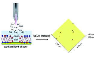 Graphical abstract: Application of scanning electrochemical microscopy for topography imaging of supported lipid bilayers