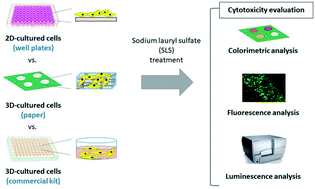 Graphical abstract: Cytotoxicity evaluation of sodium lauryl sulfate in a paper-based 3D cell culture system