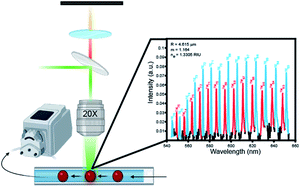 Graphical abstract: Whispering gallery mode resonators in continuous flow: spectral assignments and sensing with monodisperse microspheres