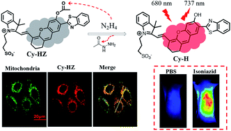 Graphical abstract: Monitoring isoniazid metabolism in vivo using a near-infrared fluorescent probe