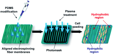 Graphical abstract: Facile fabrication of micropattern surfaces with controlled wettability on PDMS-modified fiber membranes for cell patterning