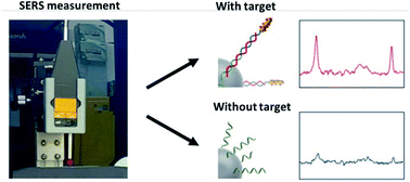 Graphical abstract: Detection of a miRNA biomarker for cancer diagnosis using SERS tags and magnetic separation