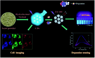 Graphical abstract: Yeast powder derived carbon quantum dots for dopamine detection and living cell imaging