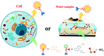 Graphical abstract: A susceptible multifunctional fluorescent probe based on levulinic acid for the practical detection of SO2
