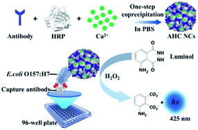 Graphical abstract: Bioinspired fabrication of bifunctional antibody–enzyme co-assembled nanocomposites for chemiluminescence immunoassays of E. coli O157:H7