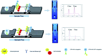 Graphical abstract: Rapid quantitative detection of chloramphenicol in three food products by lanthanide-labeled fluorescent-nanoparticle immunochromatographic strips