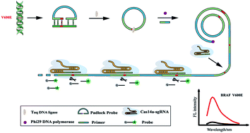 Graphical abstract: A dual identification strategy based on padlock ligation and CRISPR/Cas14a for highly specific detection of BRAF V600E mutation in clinical samples