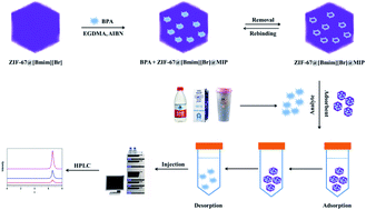 Graphical abstract: Imidazole ionic liquid functionalized ZIF-67 molecularly imprinted solid-phase extraction coupled with high performance liquid chromatography for analysis of bisphenol A