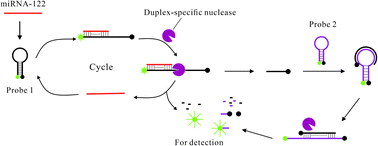 Graphical abstract: Determination of microRNA-122 in hepatocytes by two-step amplification of duplex-specific nuclease with laser-induced fluorescence detection