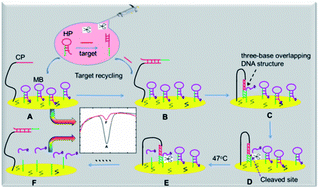 Graphical abstract: A FEN 1-assisted swing arm DNA walker for electrochemical detection of ctDNA by target recycling cascade amplification