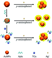 Graphical abstract: Colorimetric determination of tetracyclines based on aptamer-mediated dual regulation of gold nanoparticle aggregation and in situ silver metallization