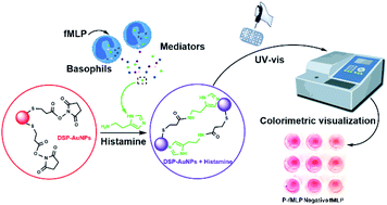 Graphical abstract: Colorimetric visualization of histamine secreted by basophils based on DSP-functionalized gold nanoparticles