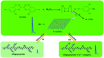 Graphical abstract: A peroxyoxalate chemiluminescence recovery system based on the interaction of N-doped graphene oxide nanosheets and an oligopeptide for ultra-sensitive and selective copper(ii) ion detection