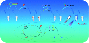 Graphical abstract: A Pax-5a gene analysis approach enabled by selective digestion with lambda exonuclease