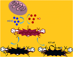 Graphical abstract: A fluorescent probe based on POSS for facilitating the visualization of HClO and NO in living cells and zebrafish