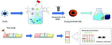 Graphical abstract: A novel lateral flow immunoassay strip based on a label-free magnetic Fe3O4@UiO-66-NH2 nanocomposite for rapid detection of Listeria monocytogenes