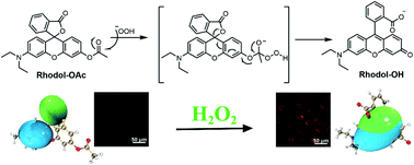Graphical abstract: A mitochondria-targeted rhodol fluorescent probe for imaging of hydrogen peroxide in living cells