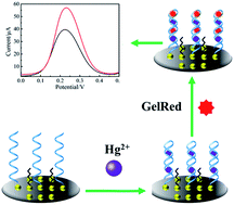 Graphical abstract: A nucleic acid dye-enhanced electrochemical biosensor for the label-free detection of Hg2+ based on a gold nanoparticle-modified disposable screen-printed electrode