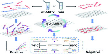 Graphical abstract: Accurate, rapid and highly sensitive detection of African swine fever virus via graphene oxide-based accelerated strand exchange amplification