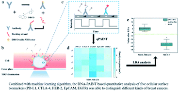 Graphical abstract: Quantitative analysis of multiple breast cancer biomarkers using DNA-PAINT