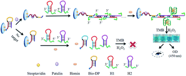 Graphical abstract: Development and validation of a label-free colorimetric aptasensor based on the HCR and hemin/G-quadruplex DNAzyme for the determination of patulin in fruits and fruit-based products from Xinjiang (China)