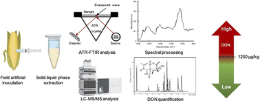 Graphical abstract: Optimizing extraction solvents for deoxynivalenol analysis in maize via infrared attenuated total reflection spectroscopy and chemometric methods