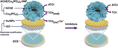 Graphical abstract: Acetylcholinesterase–Cu3(PO4)2 hybrid nanoflowers for electrochemical detection of dichlorvos using square-wave voltammetry