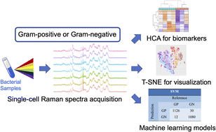 Graphical abstract: Stain-free Gram staining classification of pathogens via single-cell Raman spectroscopy combined with machine learning